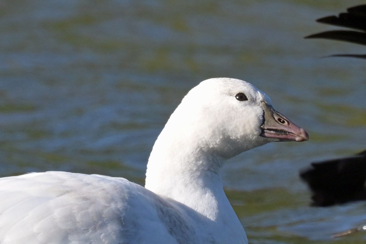 Ross's Goose - ML643319128