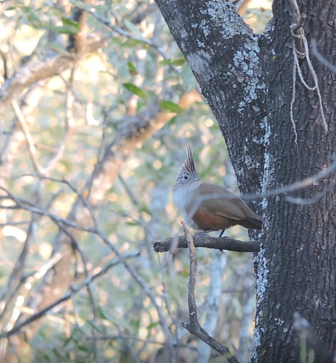 Crested Gallito - ML643319143