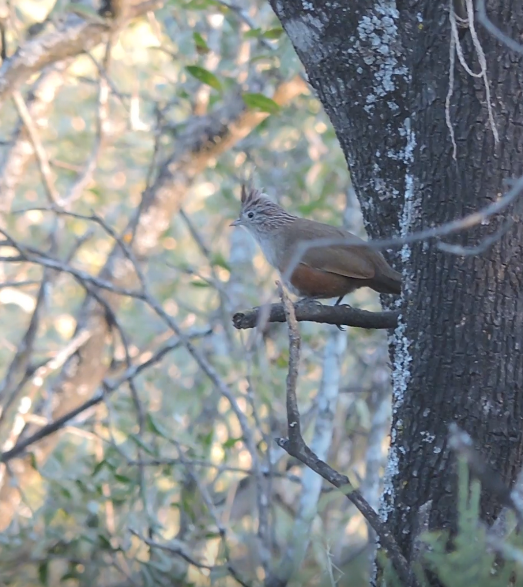 Crested Gallito - ML643319144