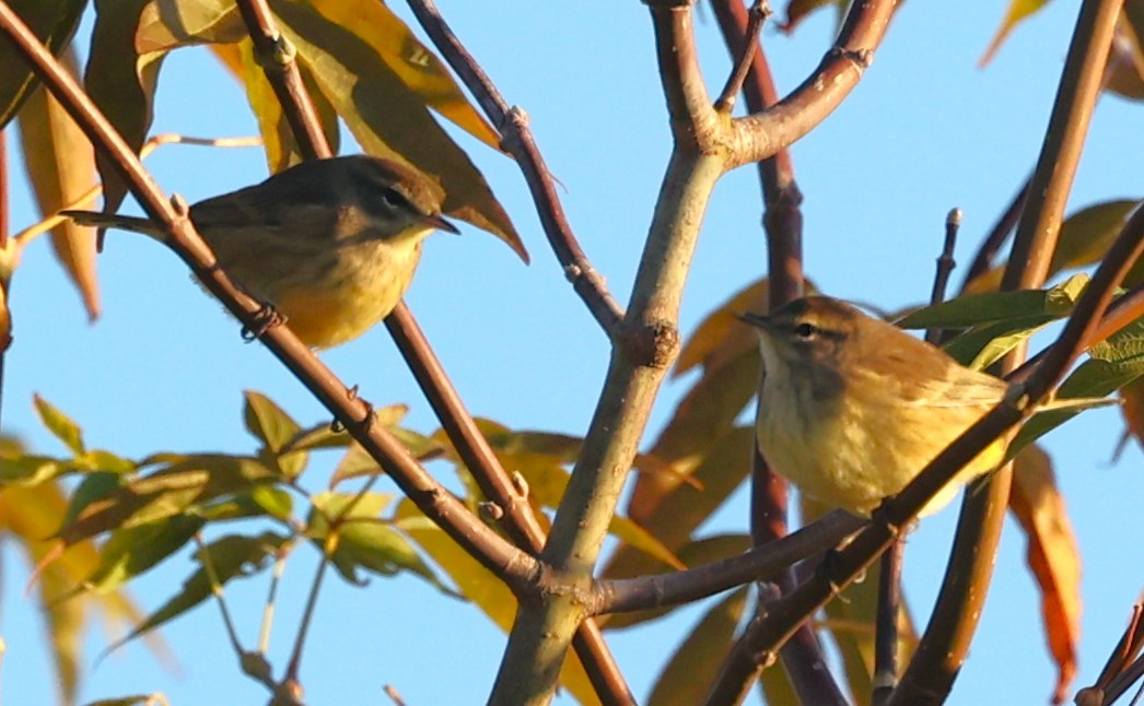 Palm Warbler - ML643319152