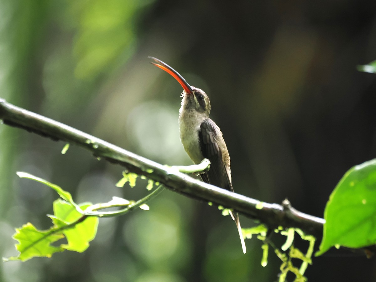 Great-billed Hermit - ML643319194