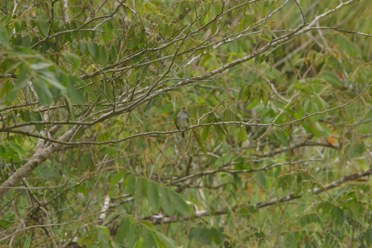 Least Flycatcher - ML643319240