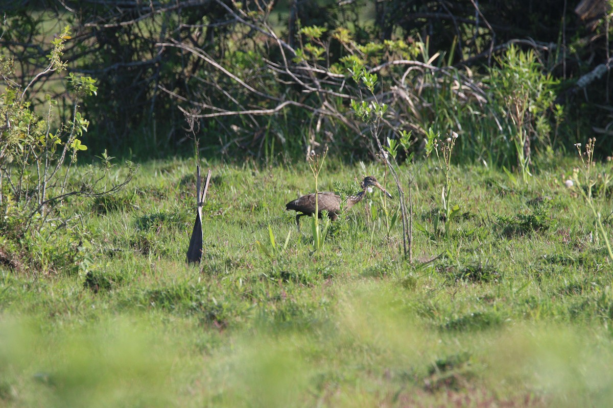 Limpkin - ML643319243