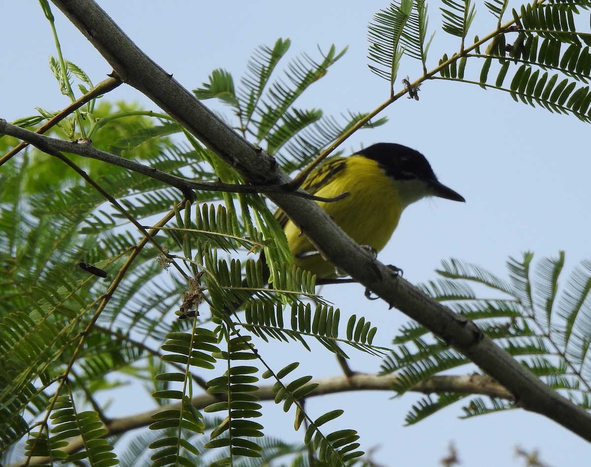Black-headed Tody-Flycatcher - ML643319253