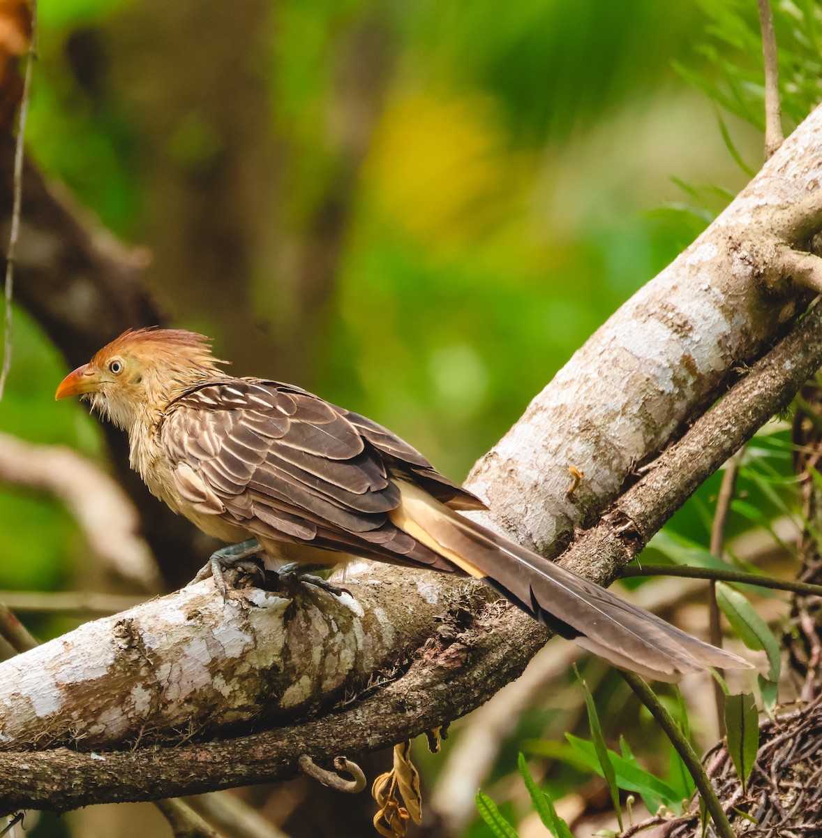 Guira Cuckoo - ML643319255