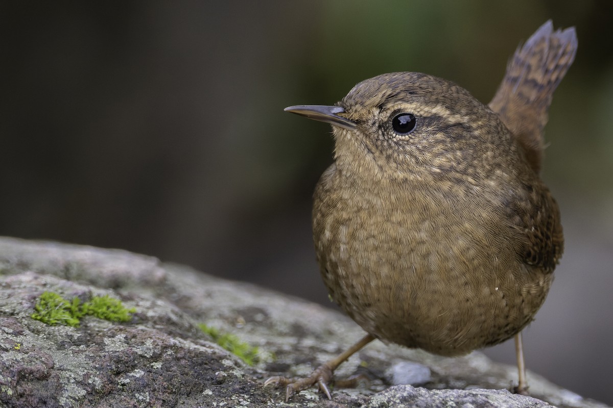 Pacific Wren (pacificus Group) - ML643319276