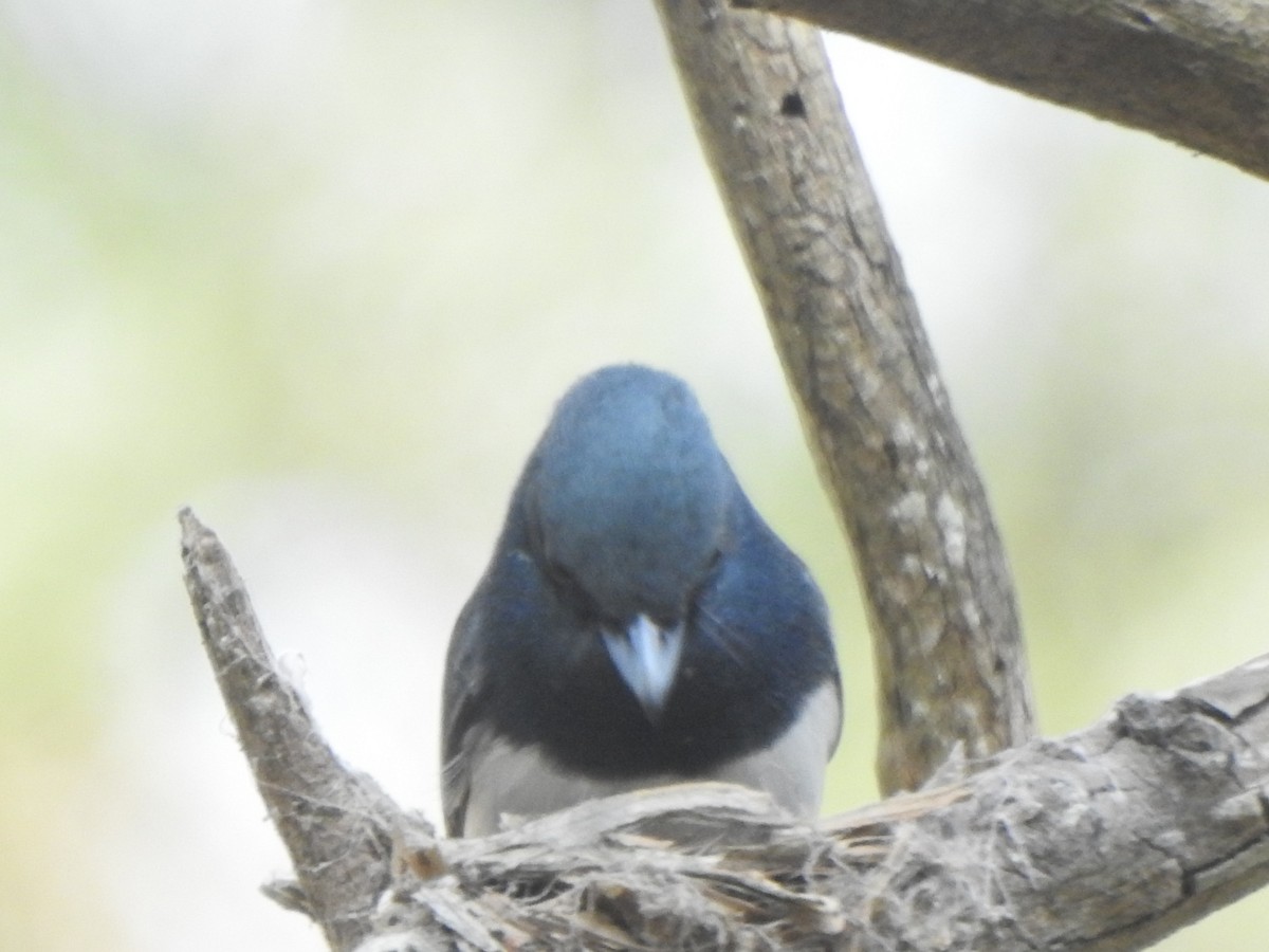 Leaden Flycatcher - ML643319278