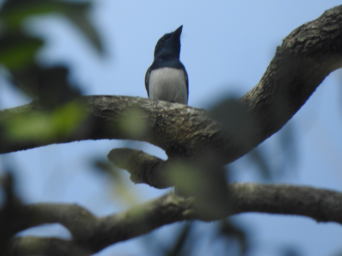 Leaden Flycatcher - ML643319279