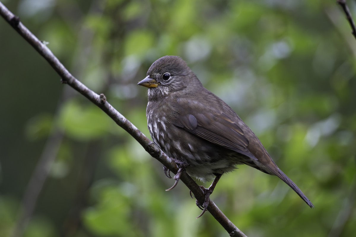 Fox Sparrow (Sooty) - ML643319282