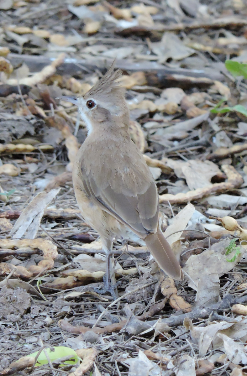 Crested Hornero - ML643319313