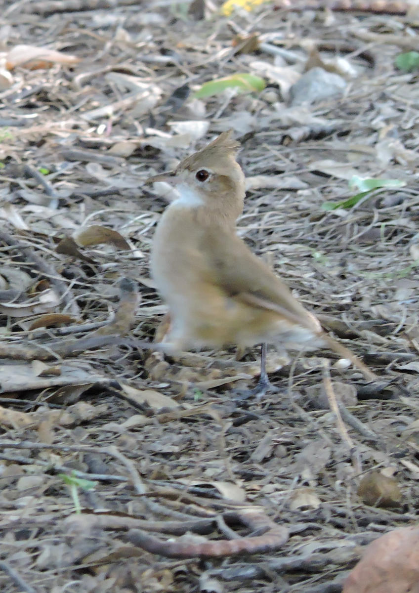 Crested Hornero - ML643319314
