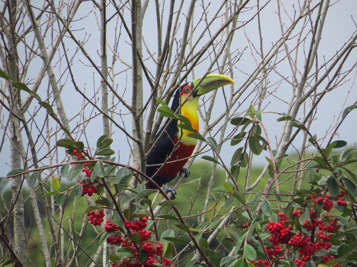 Red-breasted Toucan - ML643319331