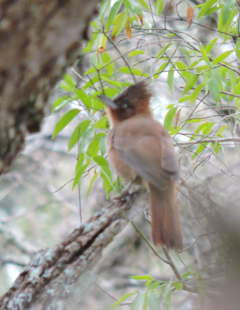 Brown Cacholote - ML643319334