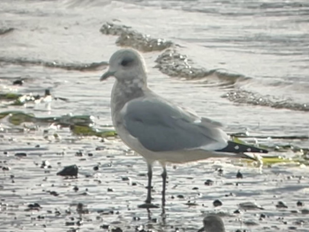 Short-billed Gull - ML643319335