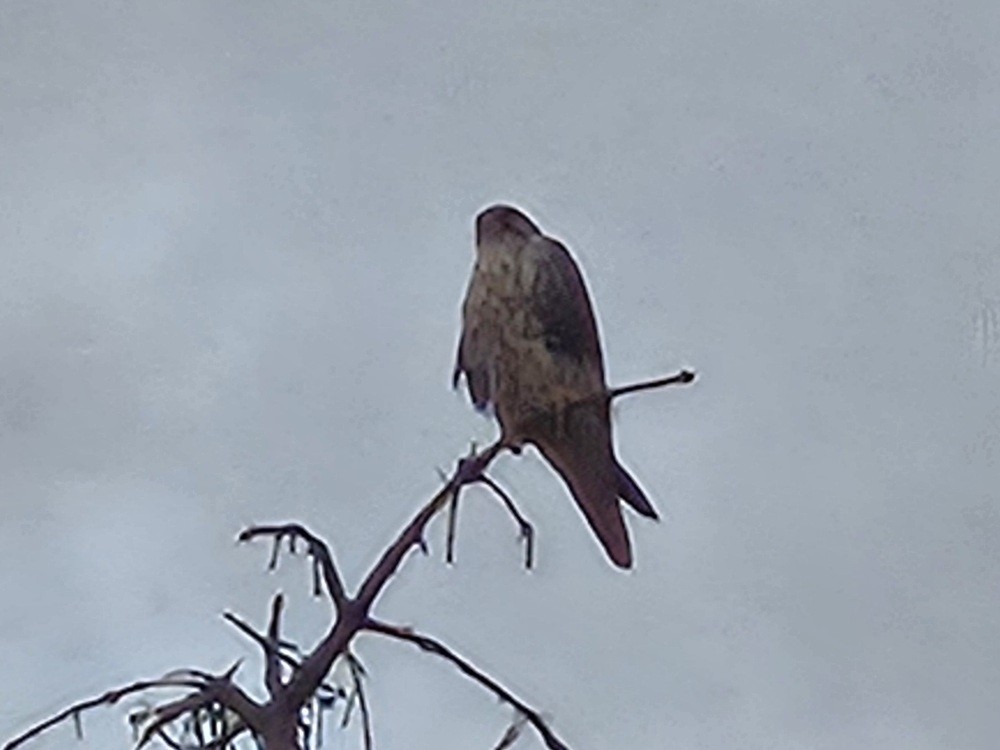 Prairie Falcon - ML643319383