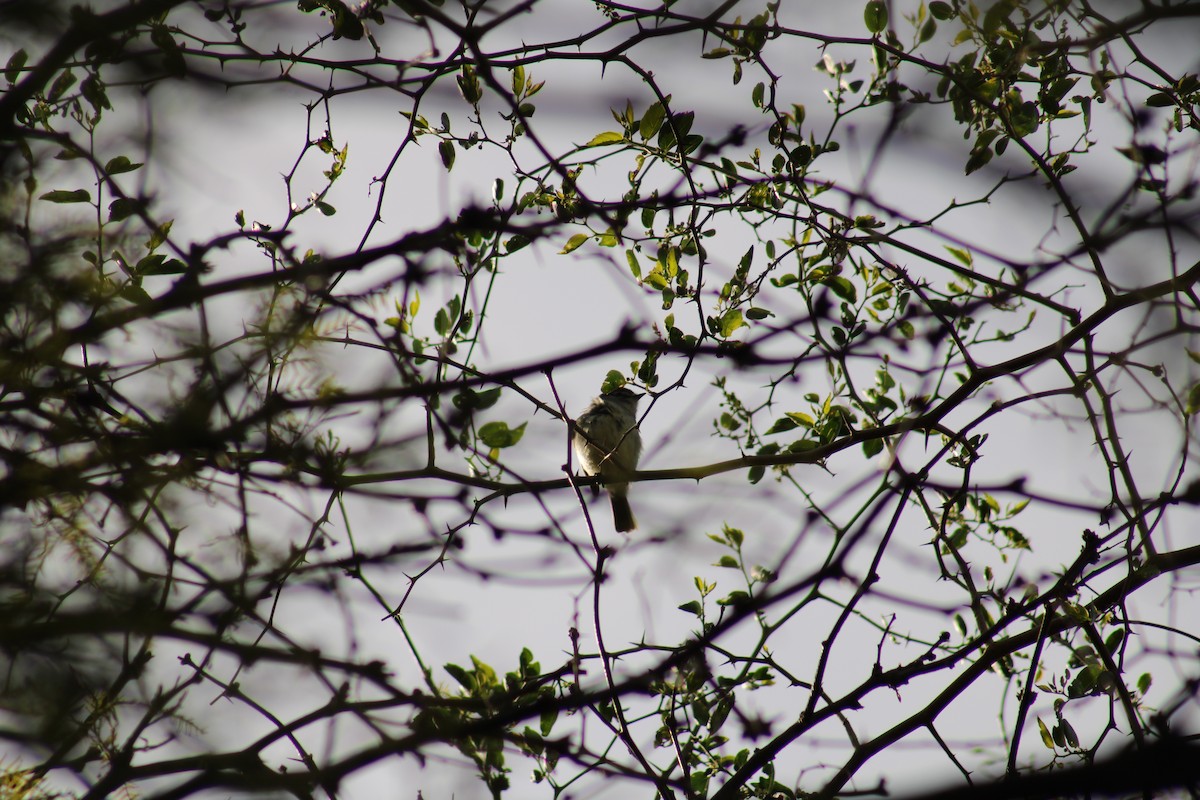 Straneck's Tyrannulet - ML643319390