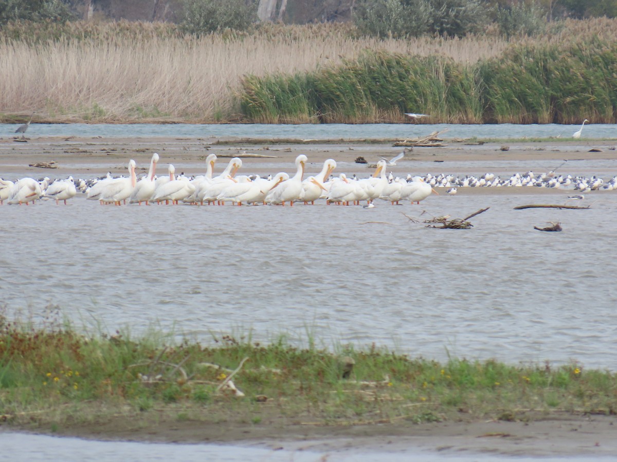 American White Pelican - ML643319400