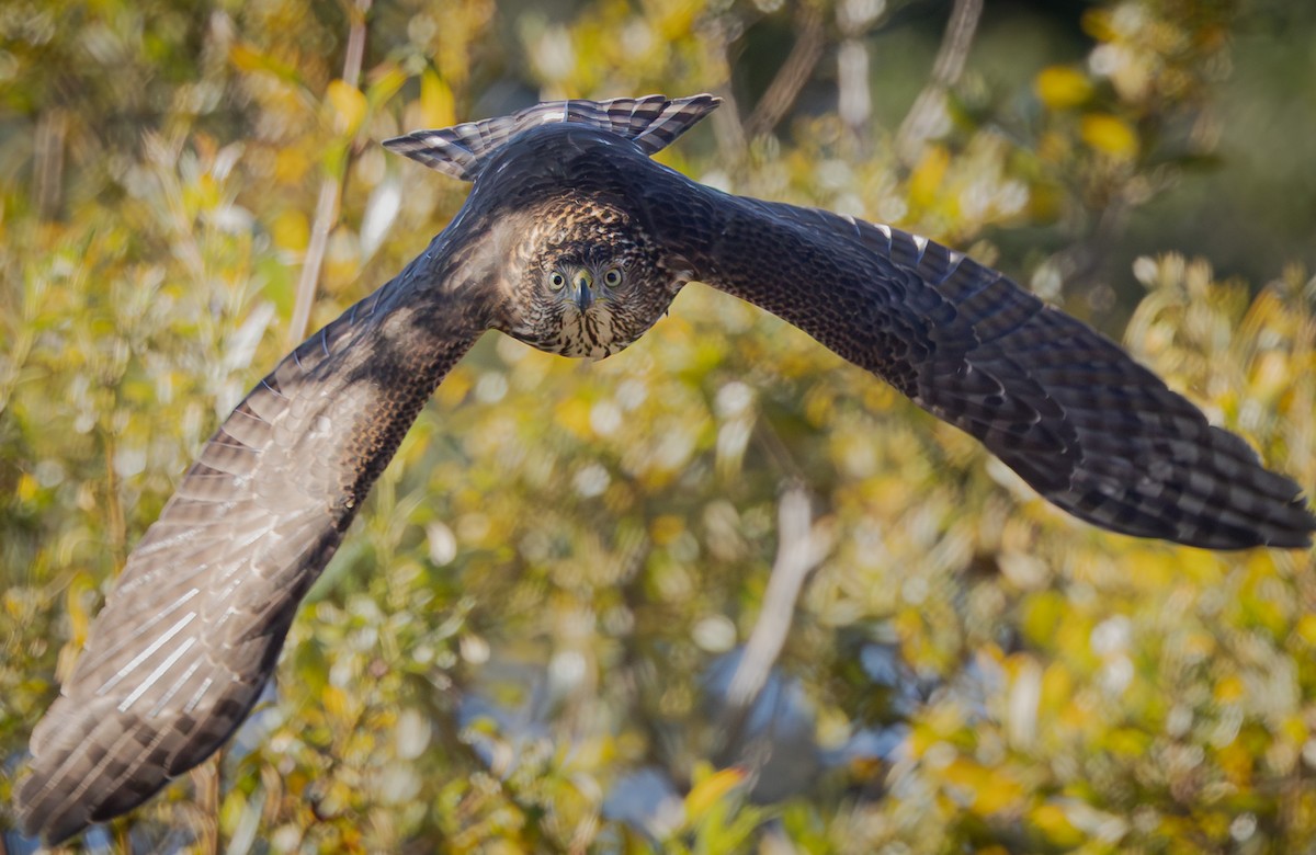 Cooper's Hawk - ML643319411