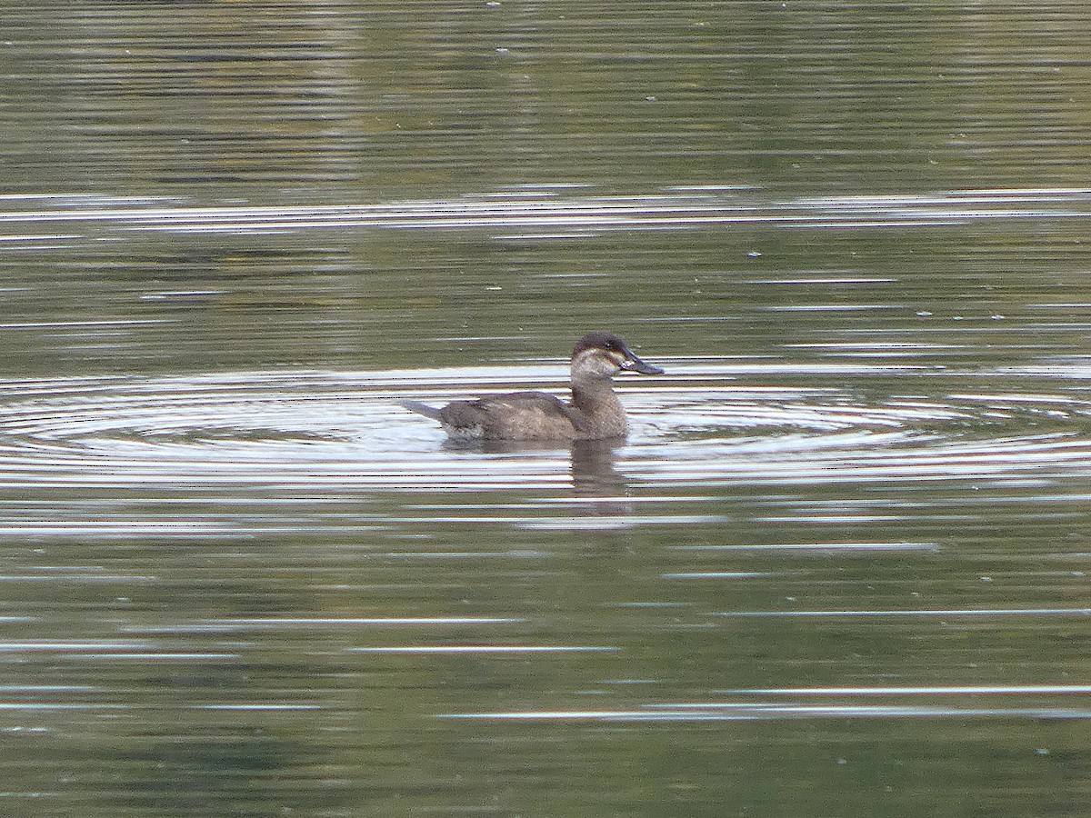 Malvasía Canela - ML643319460
