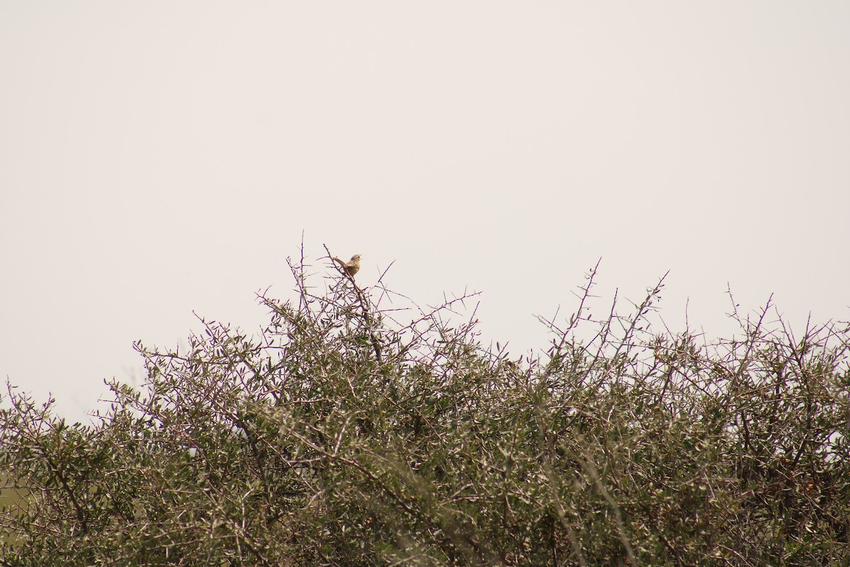 Grass Wren - ML643319461