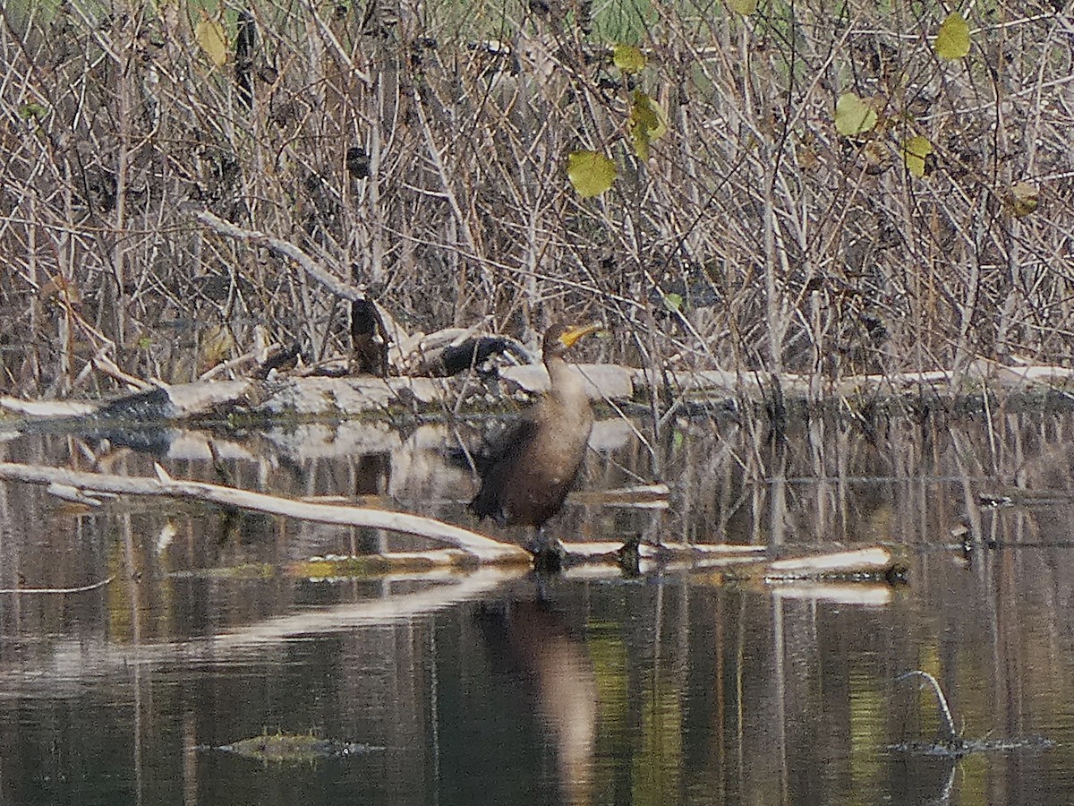 Cormorán Orejudo - ML643319468