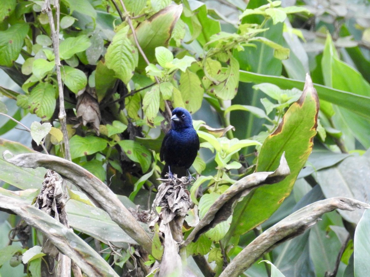 Ruby-crowned Tanager - ML643319493