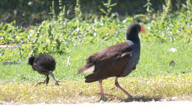 Australasian Swamphen - ML643319501