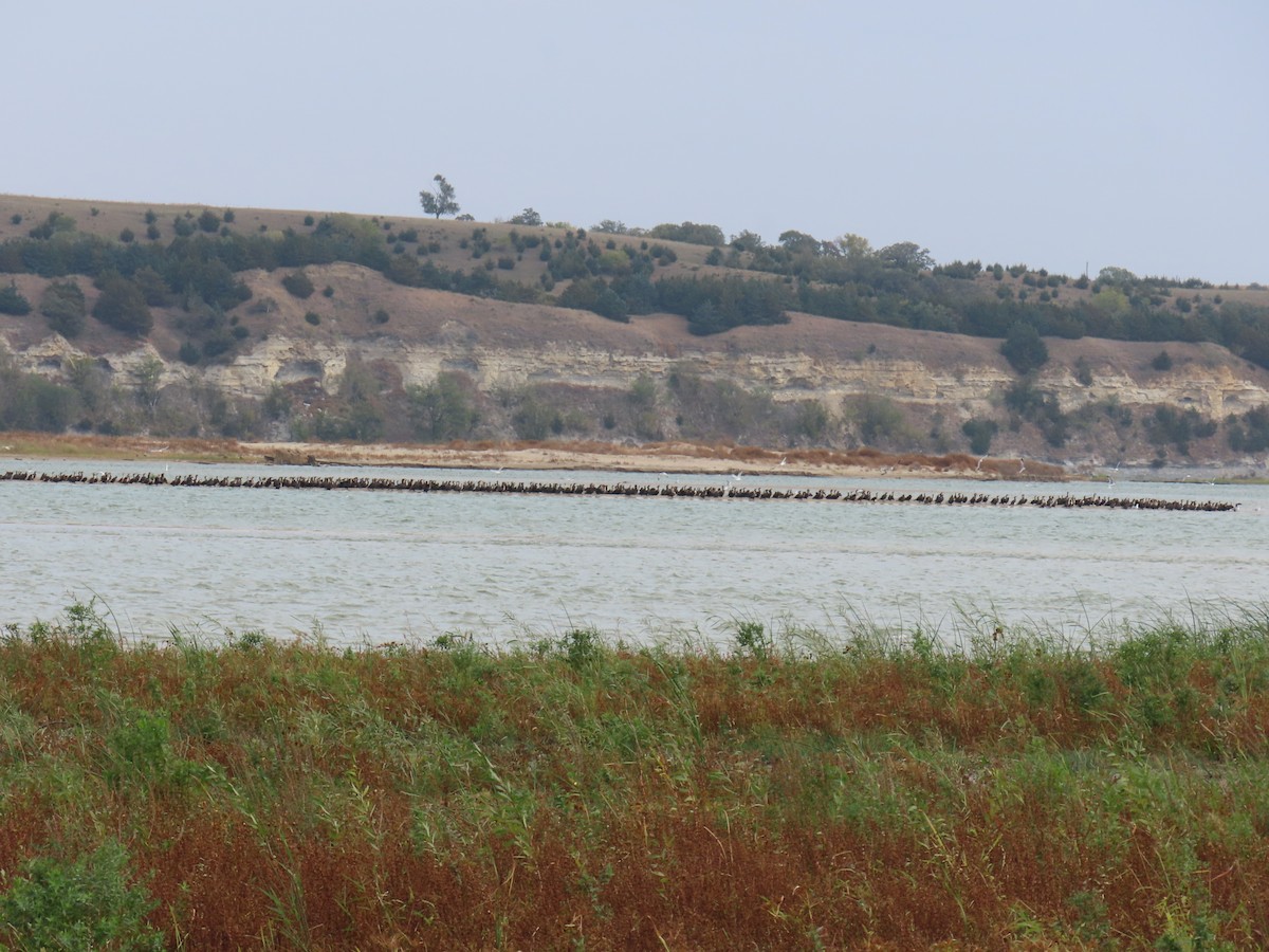 Double-crested Cormorant - ML643319502