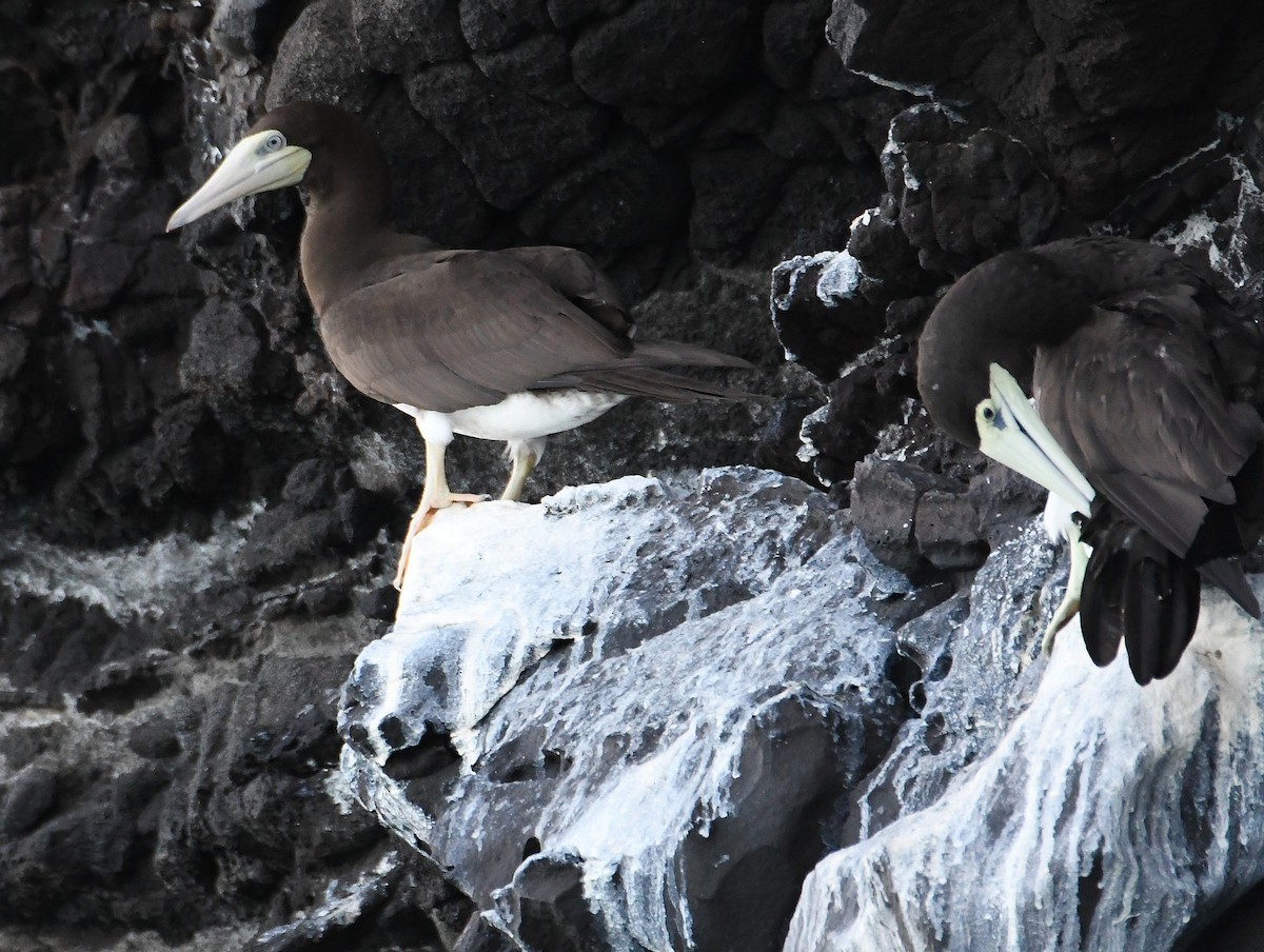 Brown Booby - ML643319518