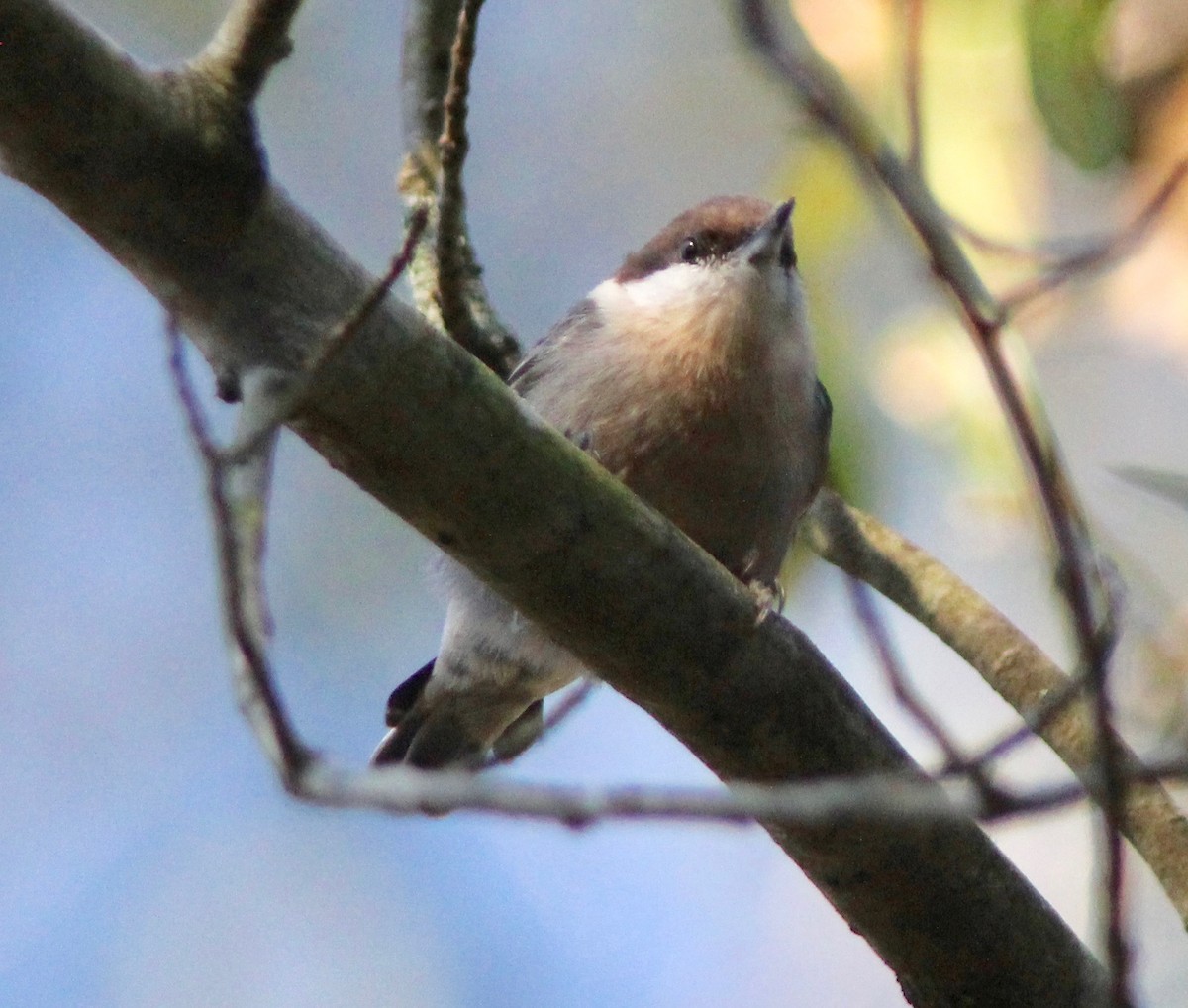 Brown-headed Nuthatch - ML643319527