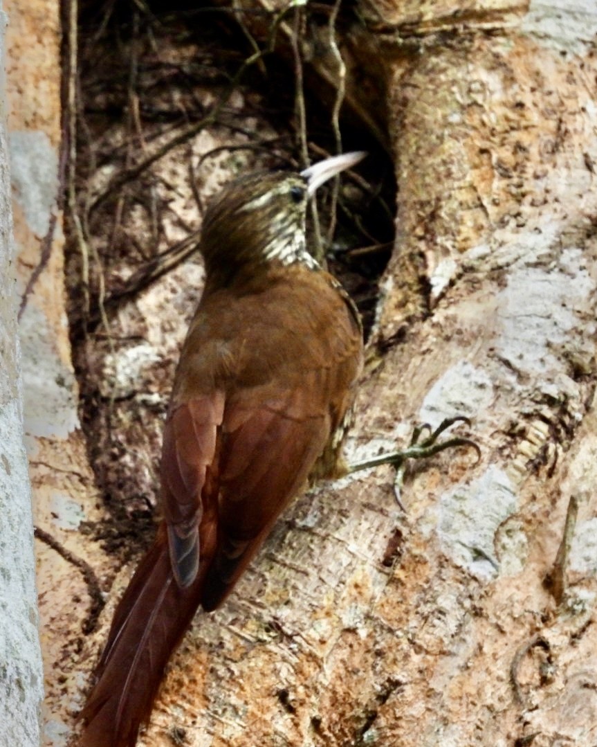 Montane Woodcreeper - ML643319530