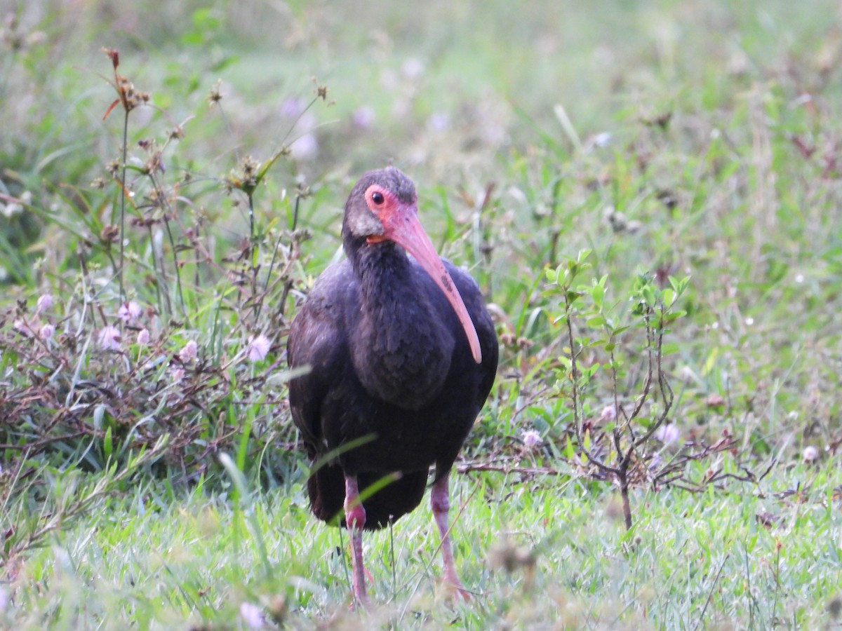 Sharp-tailed Ibis - ML643319541