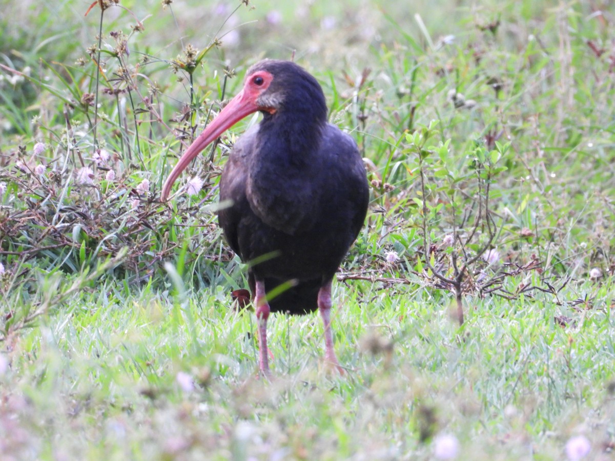 Sharp-tailed Ibis - ML643319543