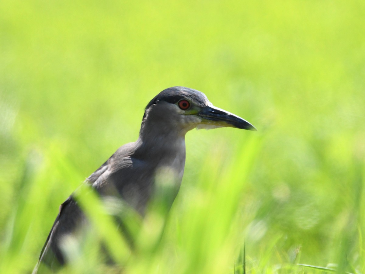 Black-crowned Night Heron - ML643319546