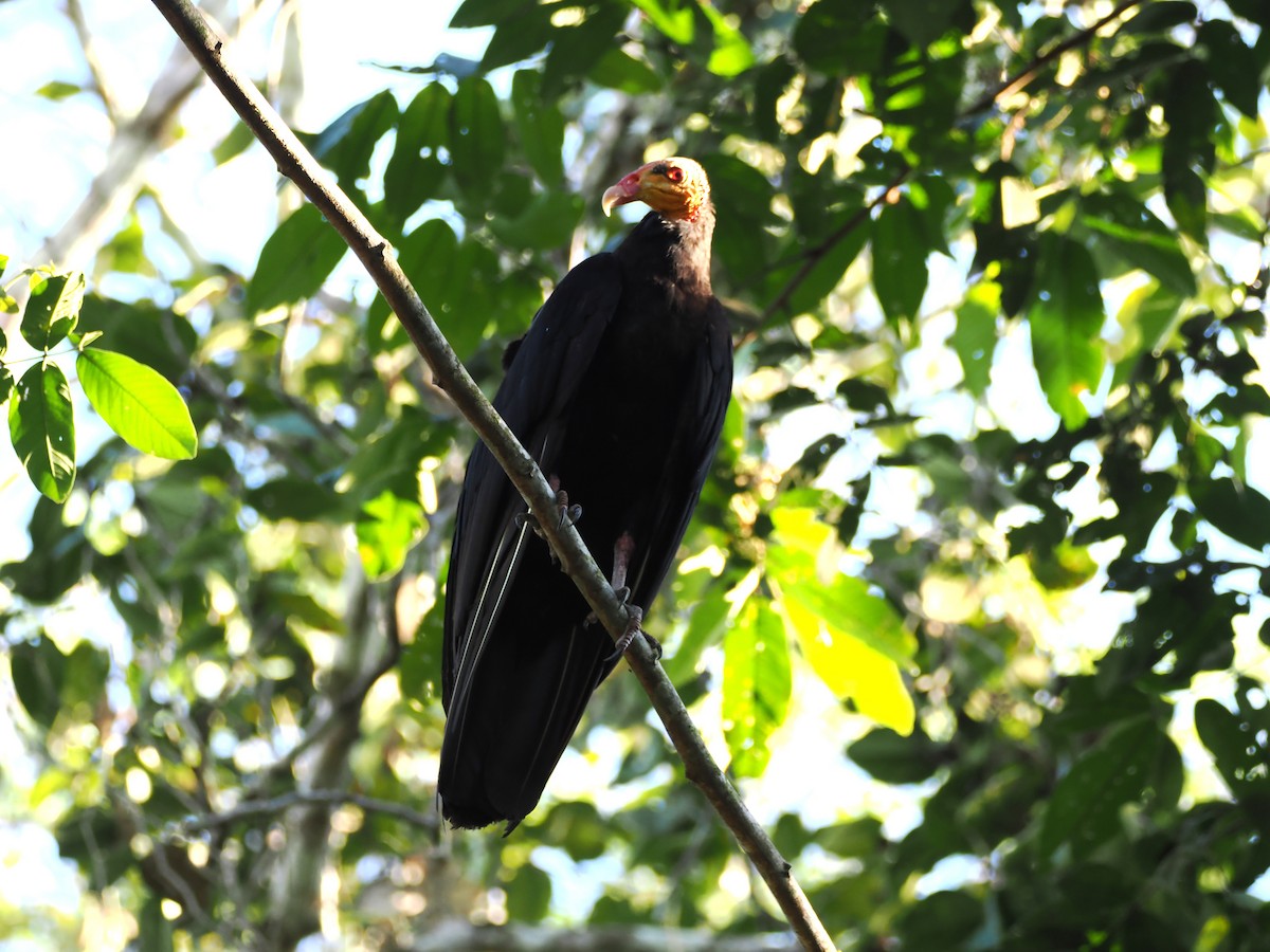 Greater Yellow-headed Vulture - ML643319565