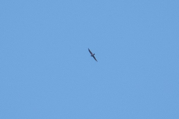 Mississippi Kite - ML643319578