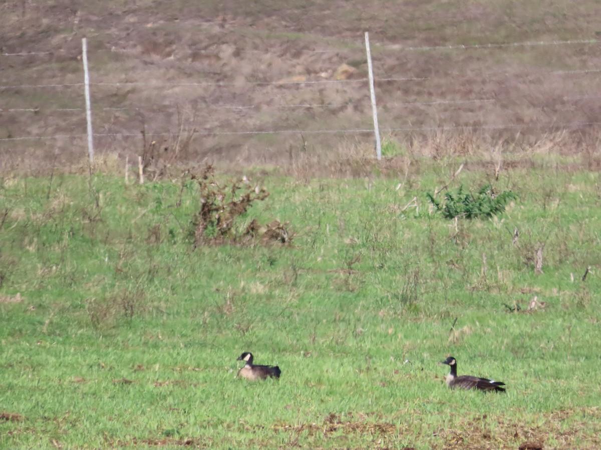 Cackling Goose - ML643319579
