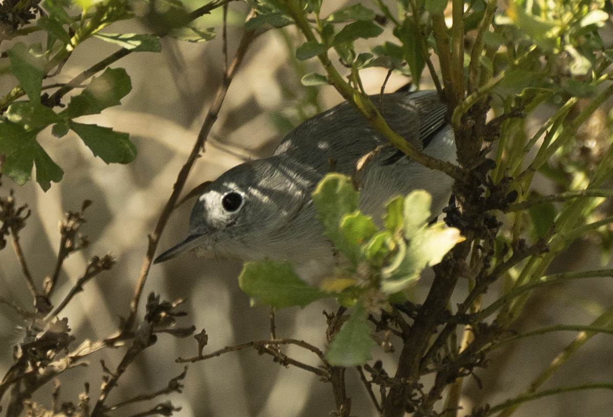 Blue-gray Gnatcatcher - ML643319594