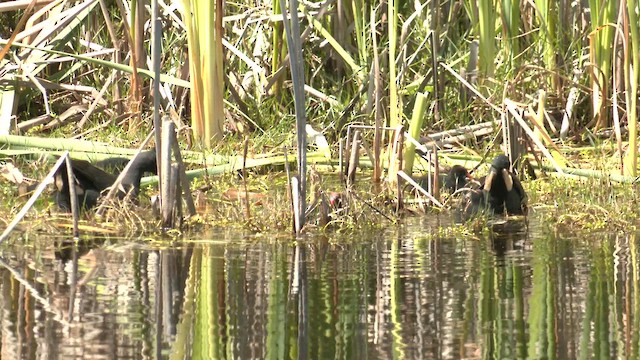 Dusky Moorhen - ML643319619