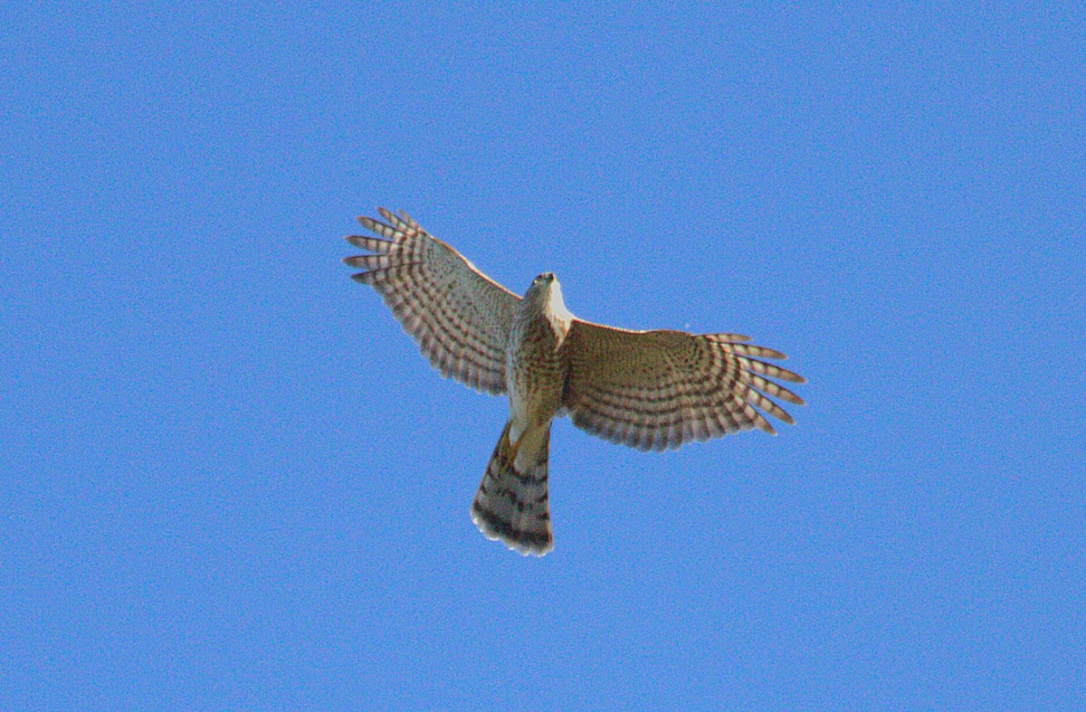 Sharp-shinned Hawk - ML643319633