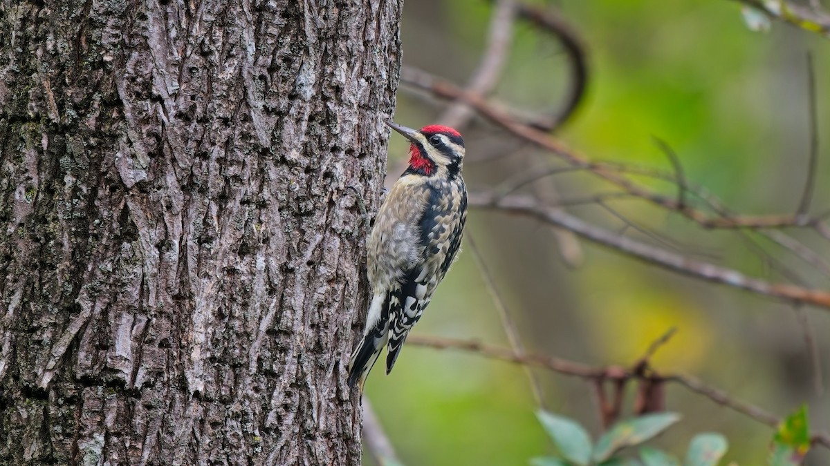 Yellow-bellied Sapsucker - ML643319652