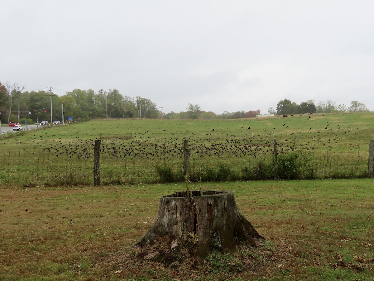 špaček obecný - ML643319665