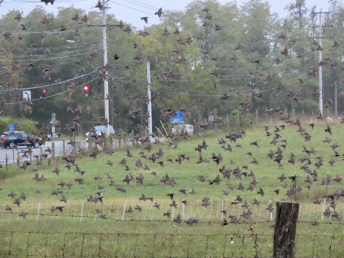 špaček obecný - ML643319668