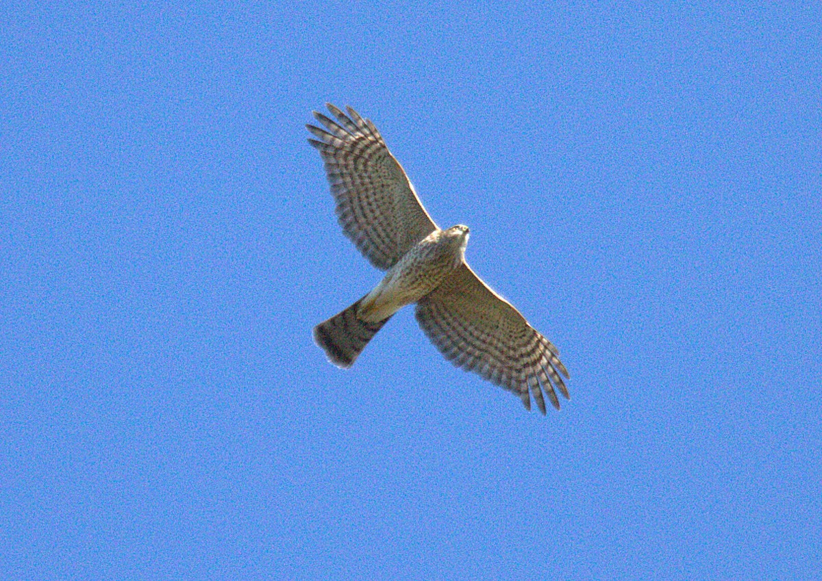 Sharp-shinned Hawk - ML643319673