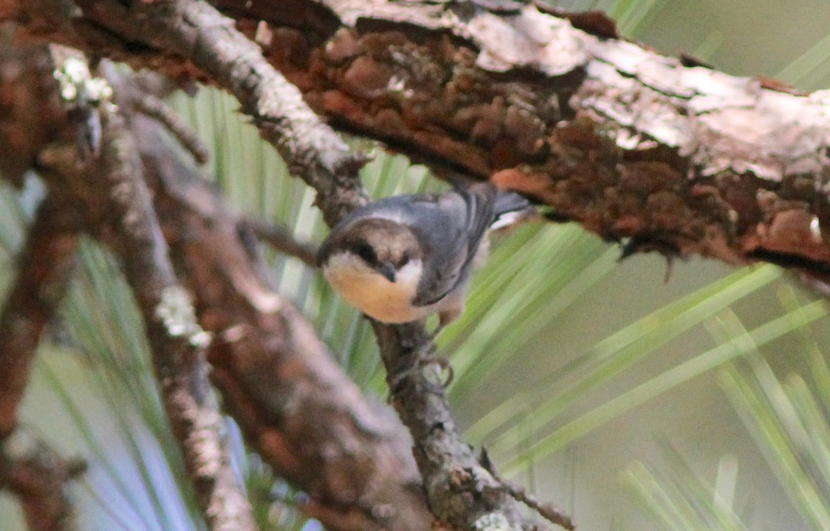 Brown-headed Nuthatch - ML643319679