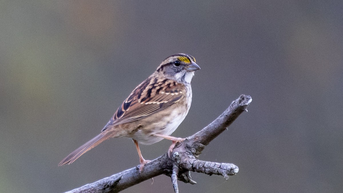 White-throated Sparrow - ML643319680
