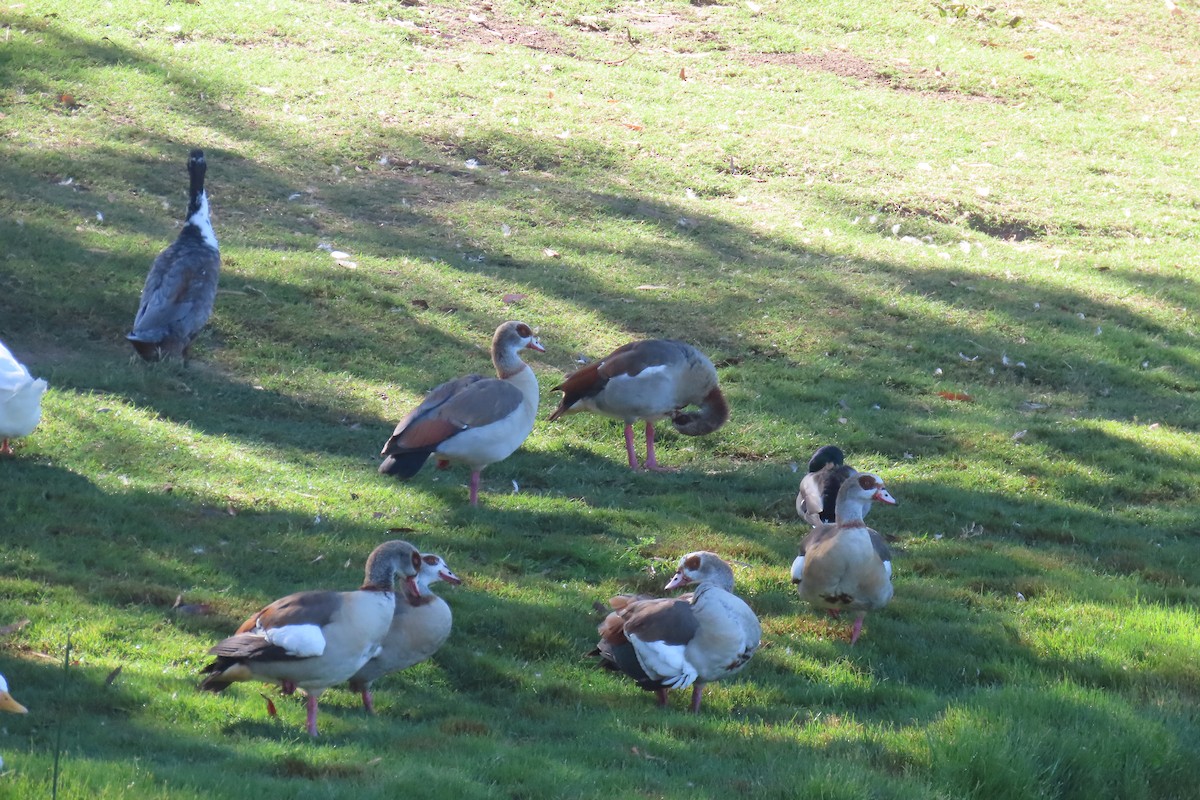 Egyptian Goose - ML643319684