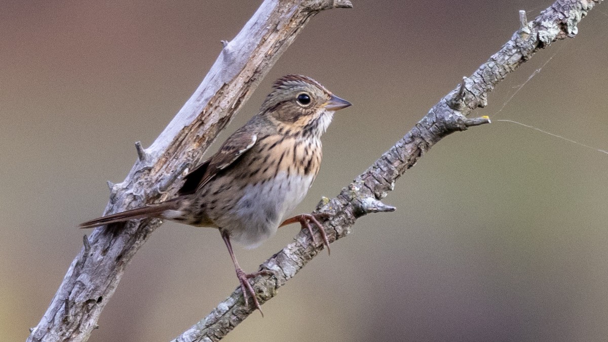 Lincoln's Sparrow - ML643319685