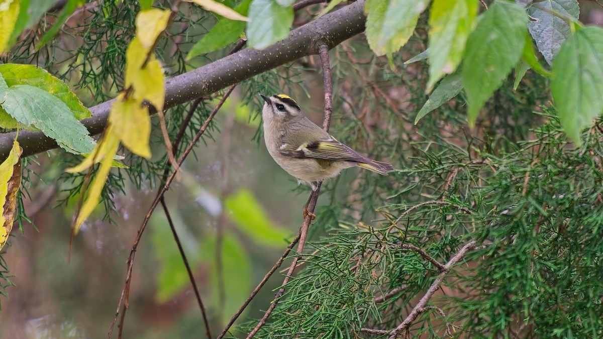 Golden-crowned Kinglet - ML643319686