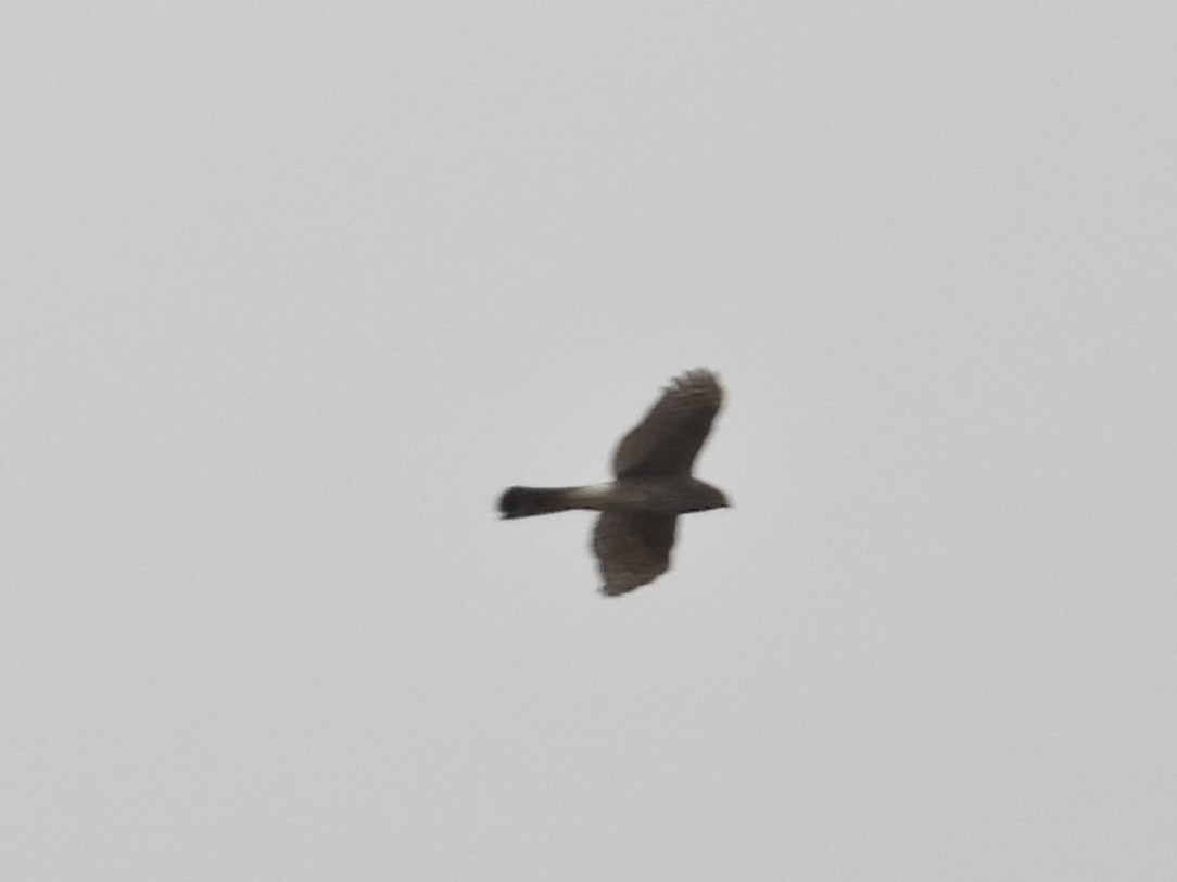 Cooper's Hawk - ML643319690